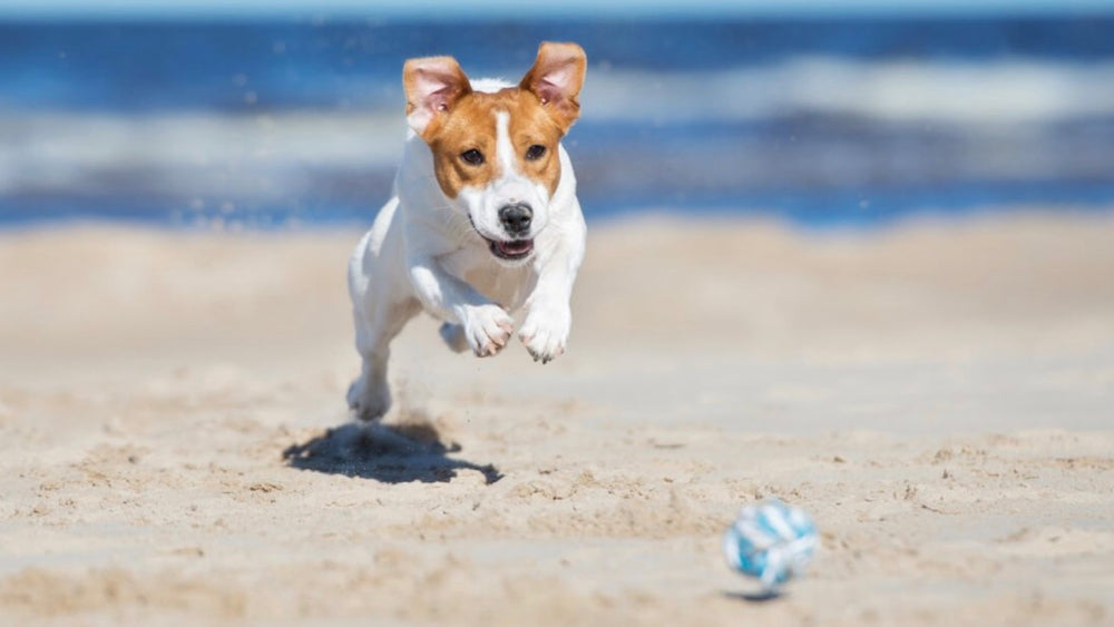 Handig: de leukste hondenstranden per provincie
