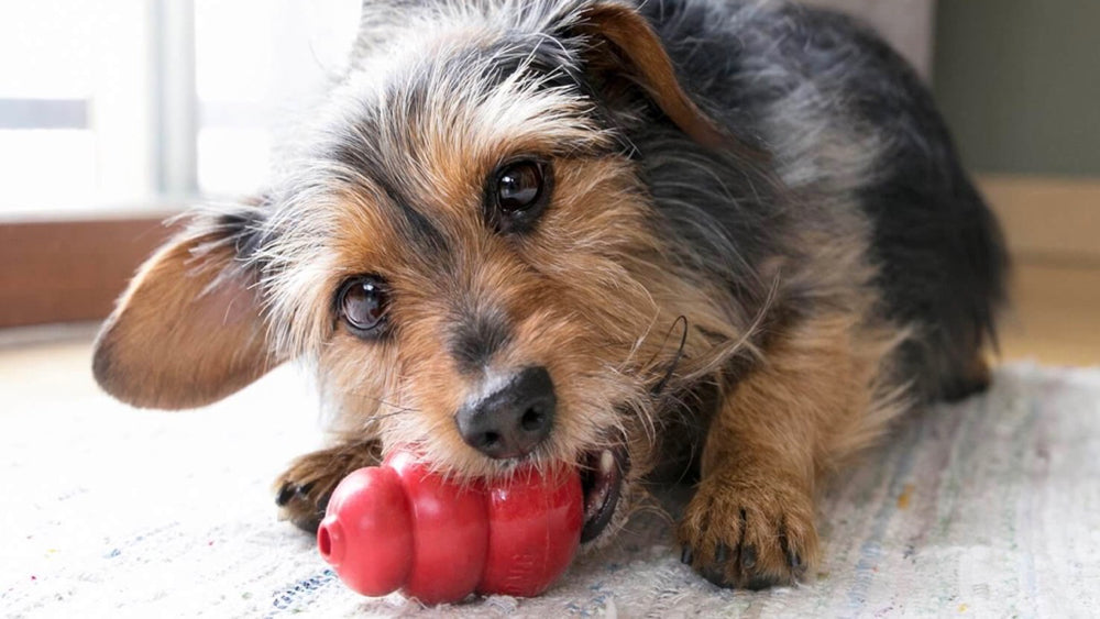 KONG hondenspeelgoed: 3 tips voor eindeloos plezier